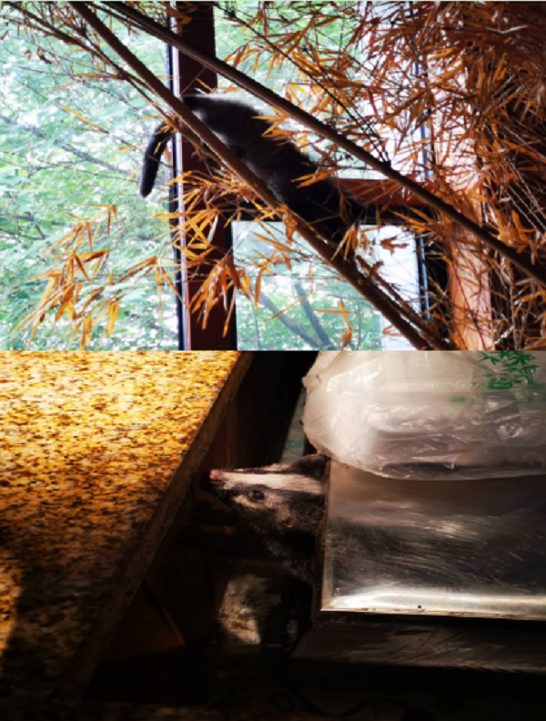 九游会老哥必备的交流社区_论坛帖吧